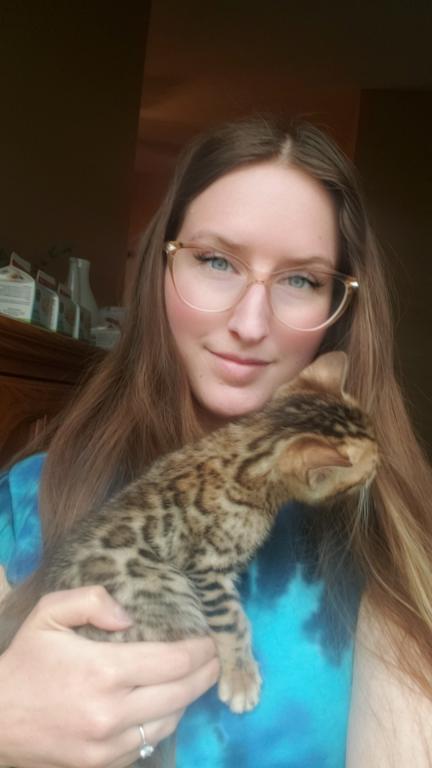 Purebred Bengal Kitten photo 31