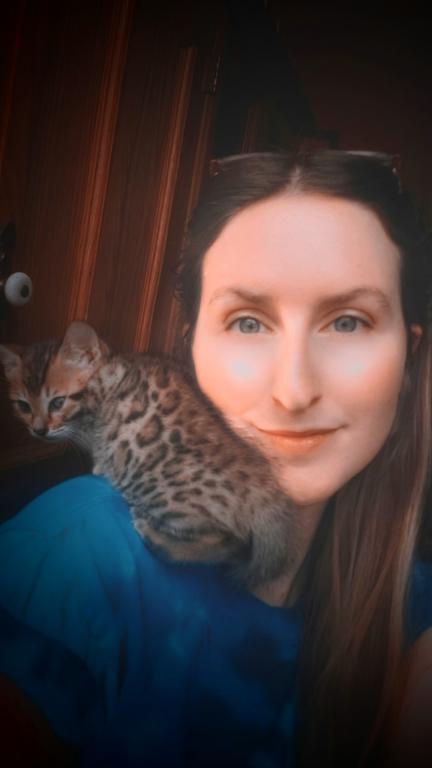 Purebred Bengal Kitten photo 16