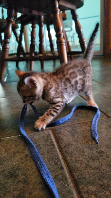 Purebred Bengal Kitten photo 18