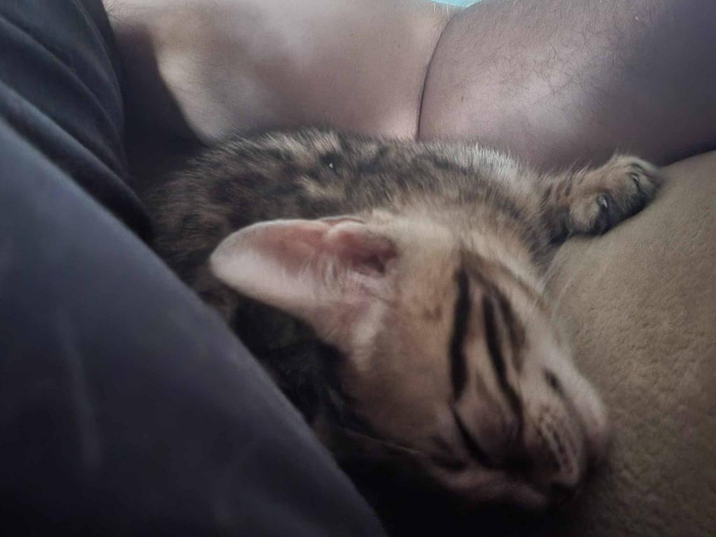 Purebred Bengal Kitten photo 4