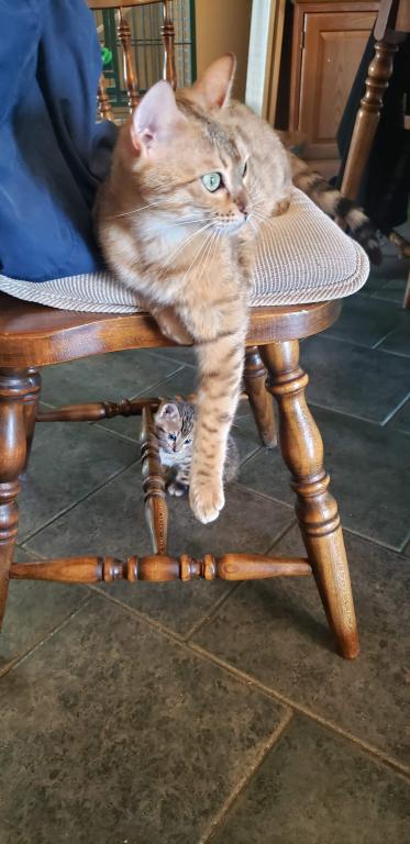 Purebred Bengal Kitten photo 22