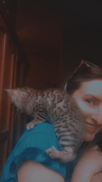 Purebred Bengal Kitten photo 20