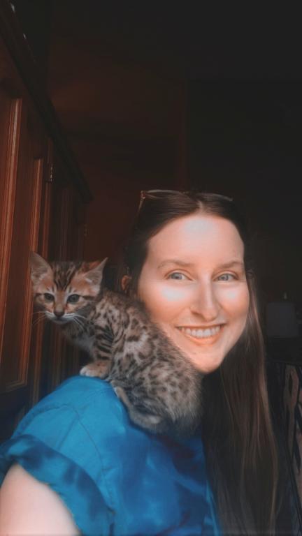 Purebred Bengal Kitten photo 13