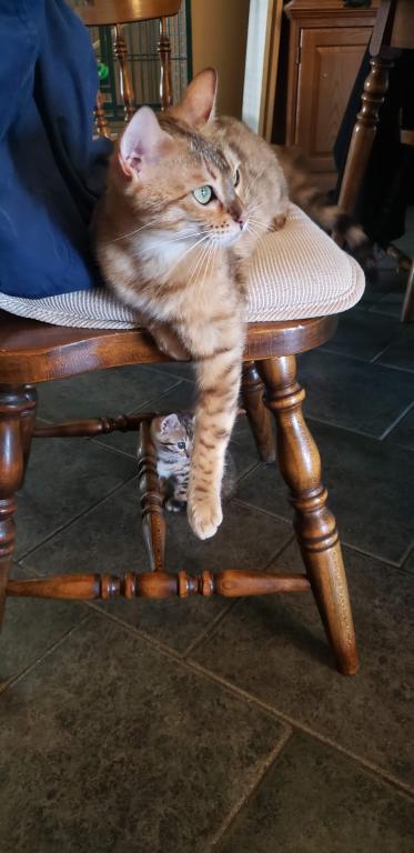 Purebred Bengal Kitten photo 21