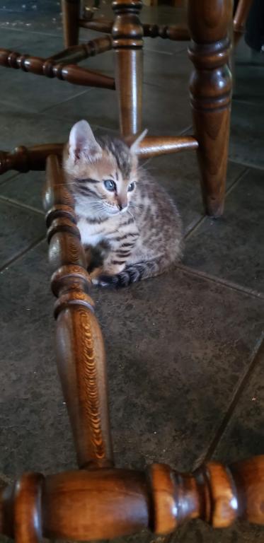 Purebred Bengal Kitten photo 25