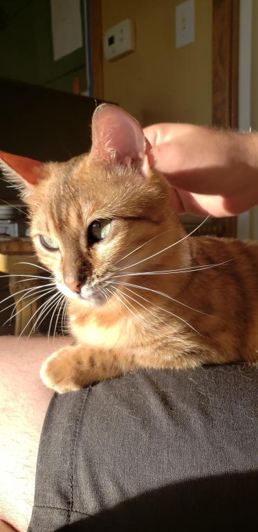 Purebred Bengal Kitten photo 6