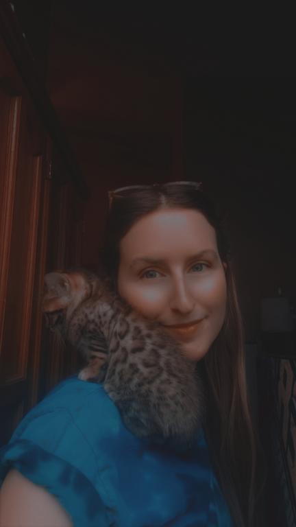 Purebred Bengal Kitten photo 23
