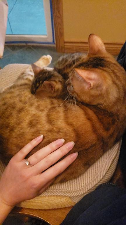 Purebred Bengal Kitten photo 7