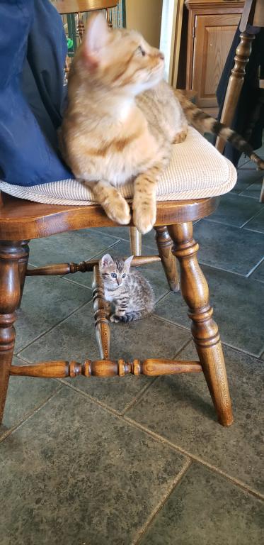 Purebred Bengal Kitten photo 26