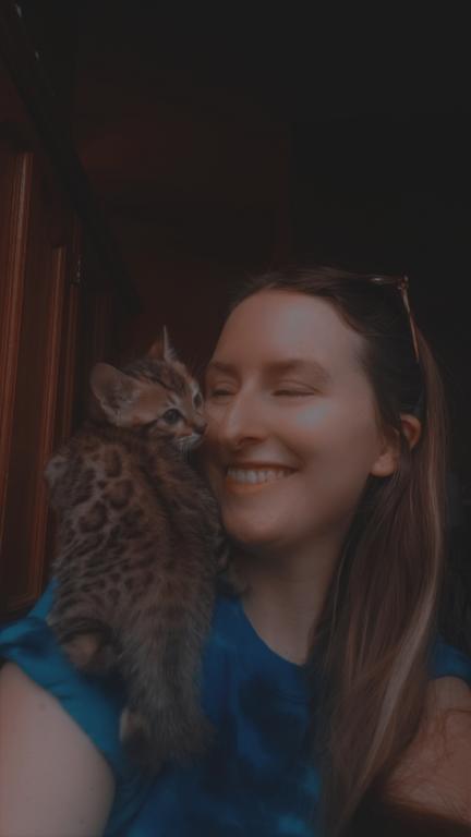 Purebred Bengal Kitten photo 27