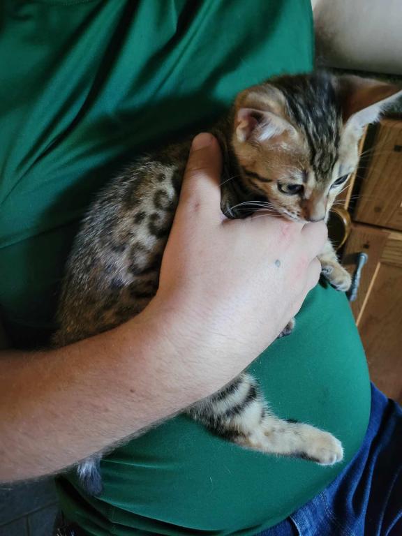 Purebred Bengal Kitten photo 10