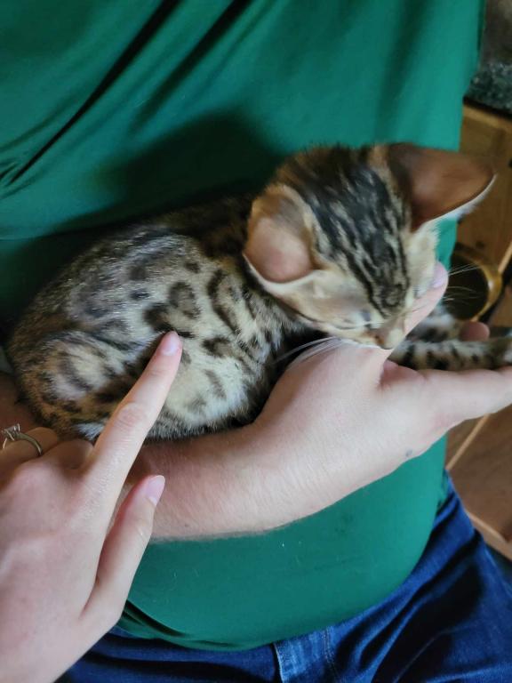Purebred Bengal Kitten photo 9
