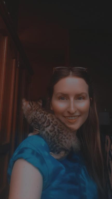 Purebred Bengal Kitten photo 28