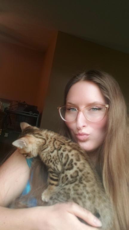 Purebred Bengal Kitten photo 33