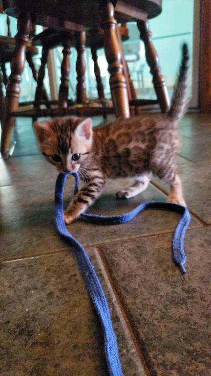 Purebred Bengal Kitten photo 15
