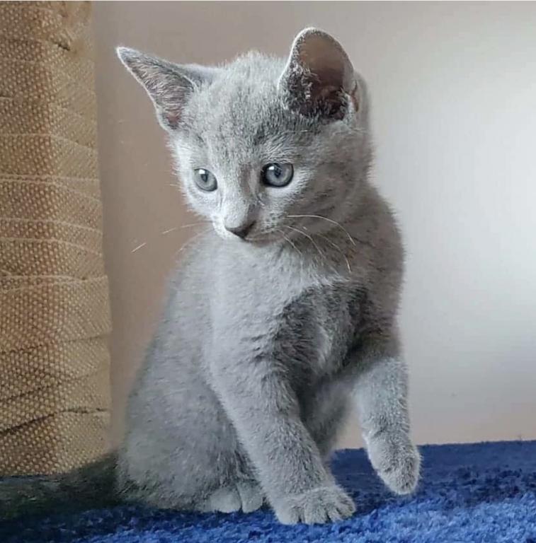 Russsian Blue Kitten photo 1