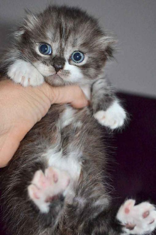 Stirlits Short Legs Munchkin Kilt Scottish Fold photo 5