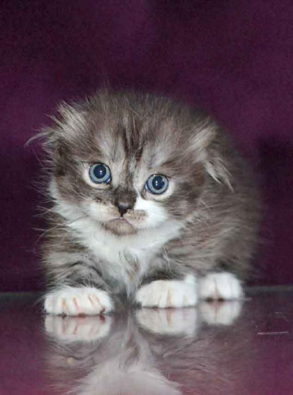 Stirlits Short Legs Munchkin Kilt Scottish Fold photo 13