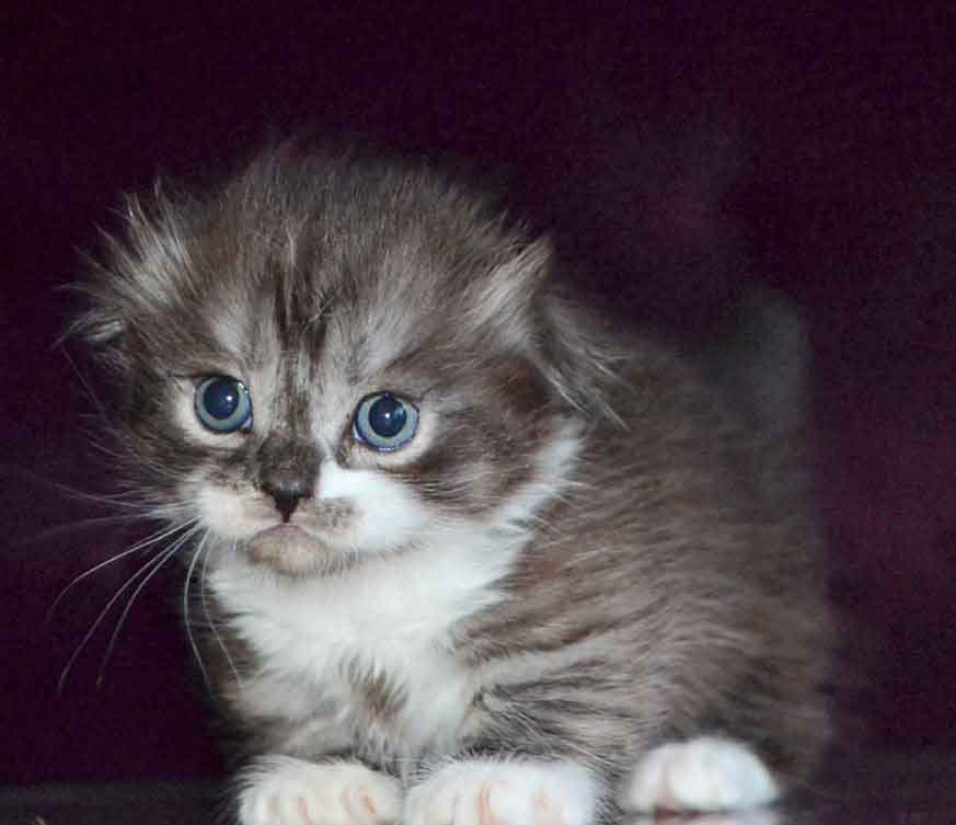 Stirlits Short Legs Munchkin Kilt Scottish Fold photo 16