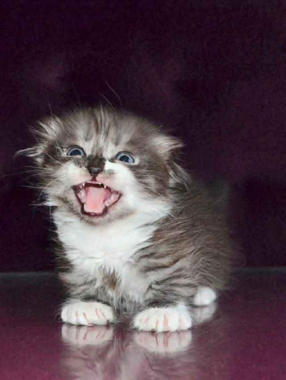 Stirlits Short Legs Munchkin Kilt Scottish Fold photo 10