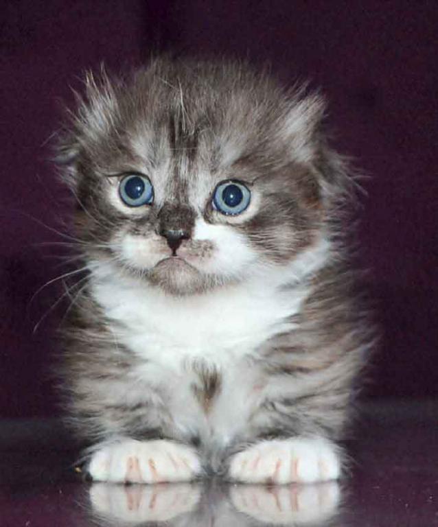 Stirlits Short Legs Munchkin Kilt Scottish Fold photo 15