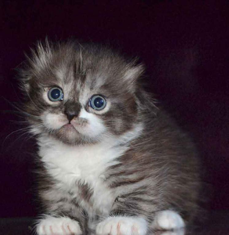 Stirlits Short Legs Munchkin Kilt Scottish Fold photo 19