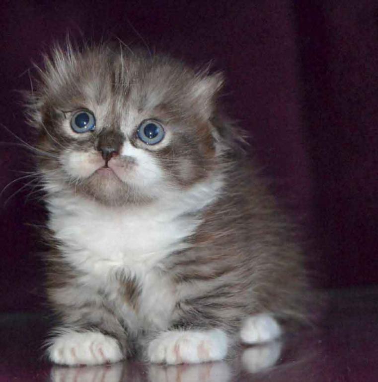 Stirlits Short Legs Munchkin Kilt Scottish Fold photo 20