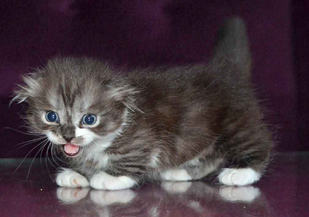 Stirlits Short Legs Munchkin Kilt Scottish Fold photo 6