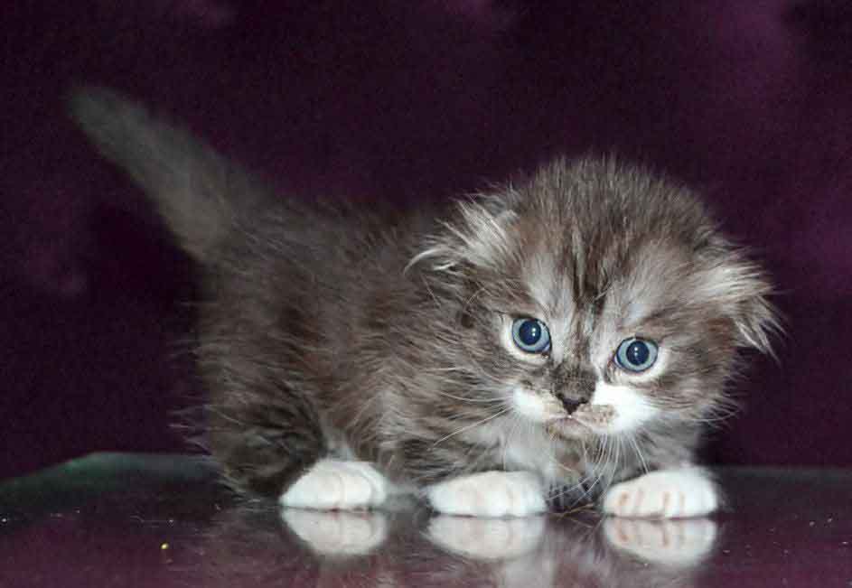 Stirlits Short Legs Munchkin Kilt Scottish Fold photo 7