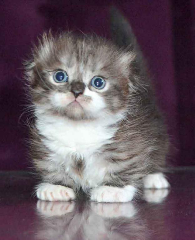 Stirlits Short Legs Munchkin Kilt Scottish Fold photo 14