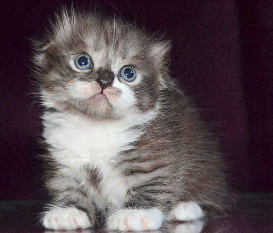 Stirlits Short Legs Munchkin Kilt Scottish Fold photo 18