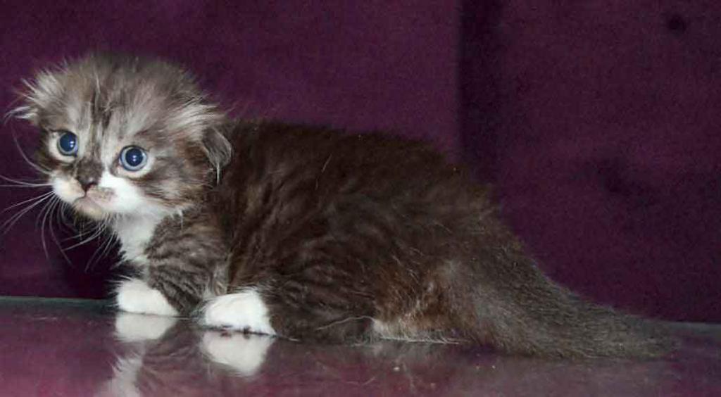 Stirlits Short Legs Munchkin Kilt Scottish Fold photo 12