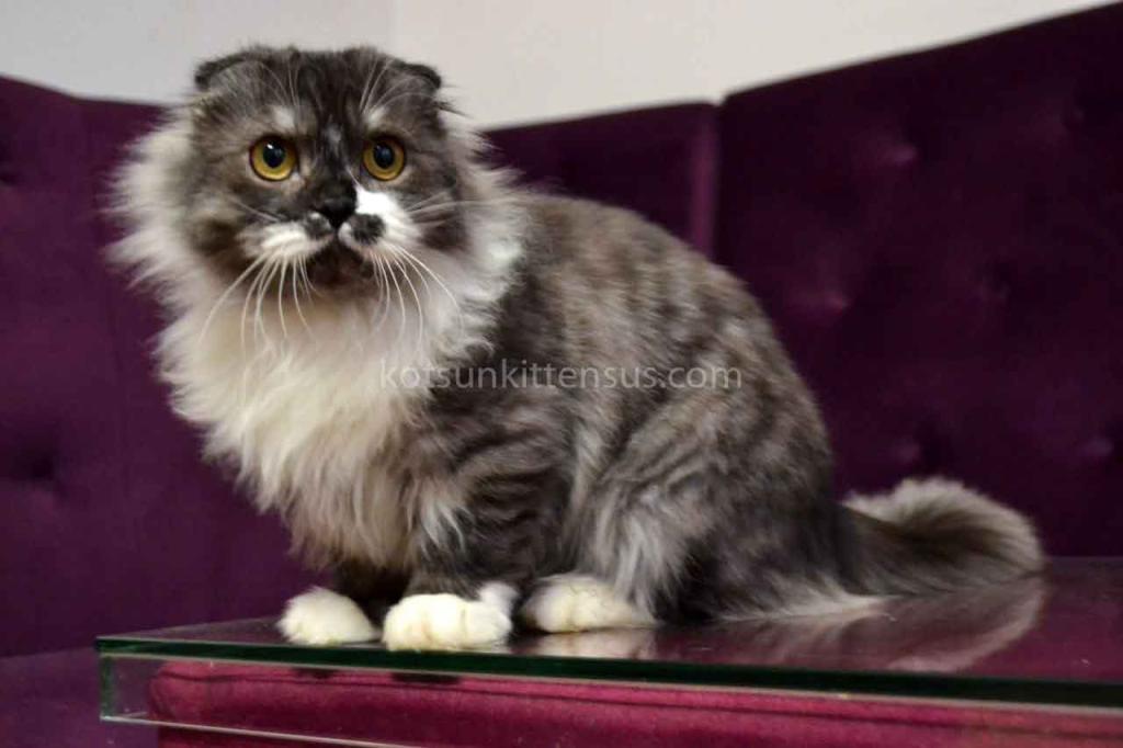 Stirlits Short Legs Munchkin Kilt Scottish Fold photo 3