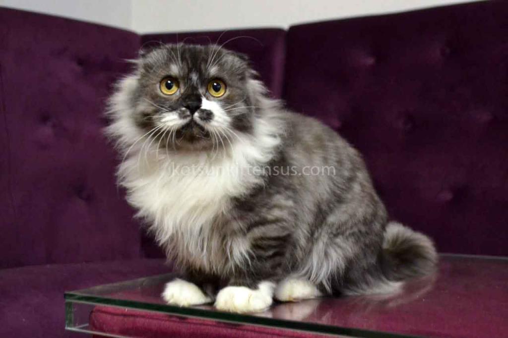 Stirlits Short Legs Munchkin Kilt Scottish Fold photo 1