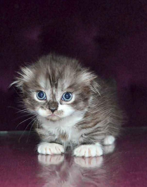 Stirlits Short Legs Munchkin Kilt Scottish Fold photo 11