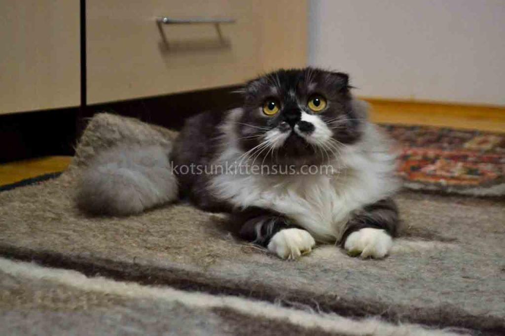 Stirlits Short Legs Munchkin Kilt Scottish Fold photo 2