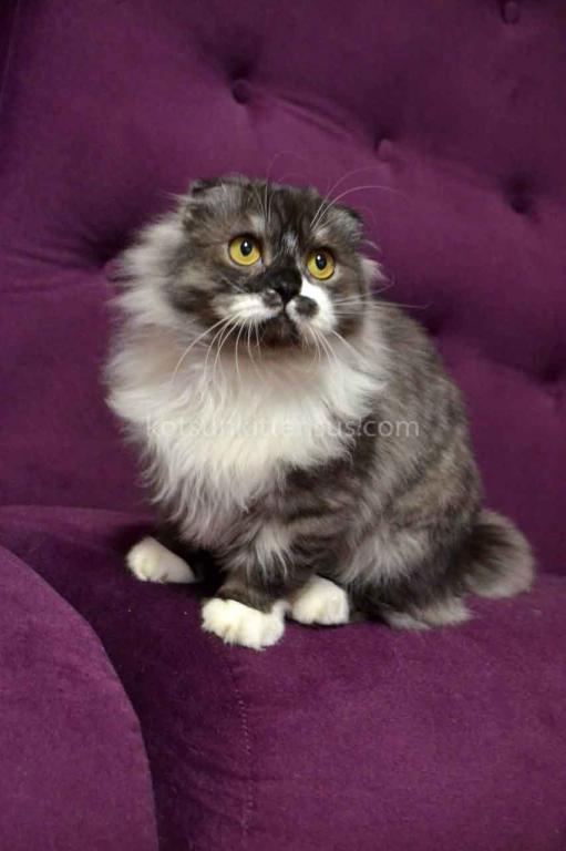 Stirlits Short Legs Munchkin Kilt Scottish Fold photo 4