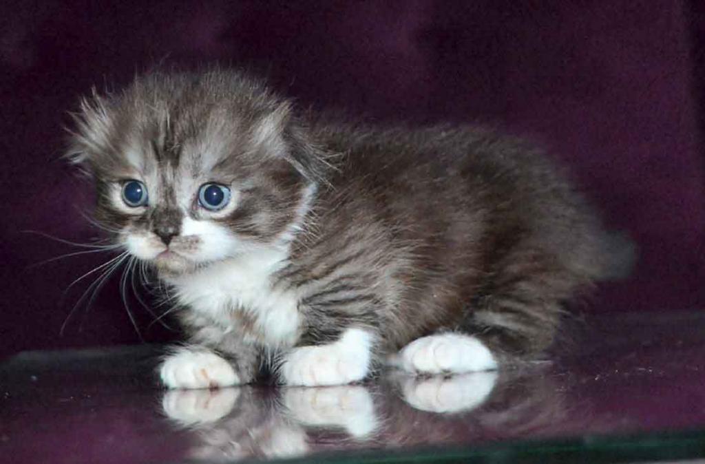 Stirlits Short Legs Munchkin Kilt Scottish Fold photo 21