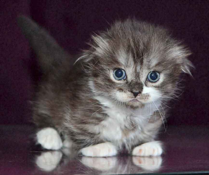 Stirlits Short Legs Munchkin Kilt Scottish Fold photo 9