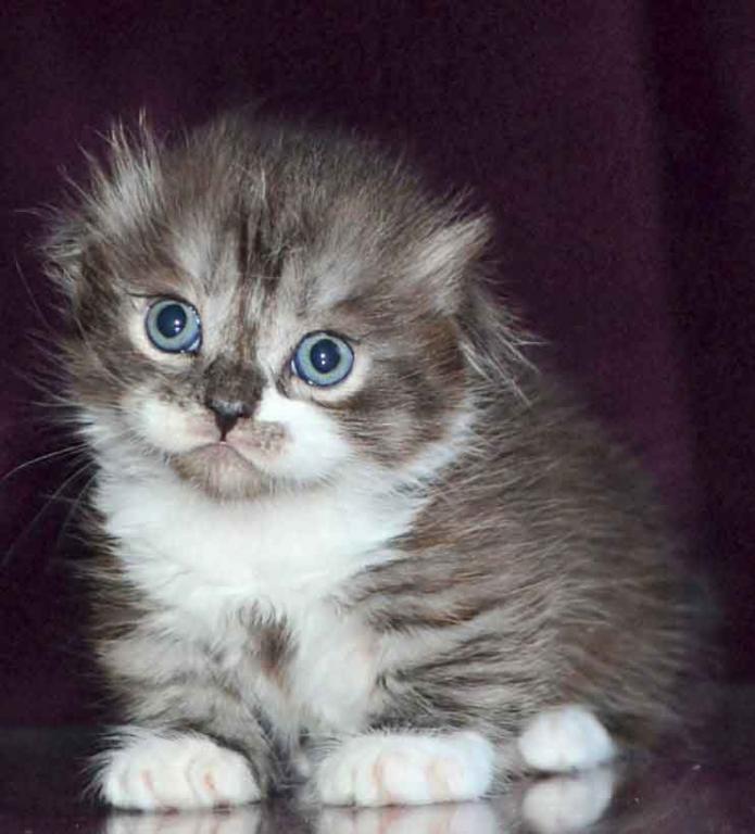 Stirlits Short Legs Munchkin Kilt Scottish Fold photo 17