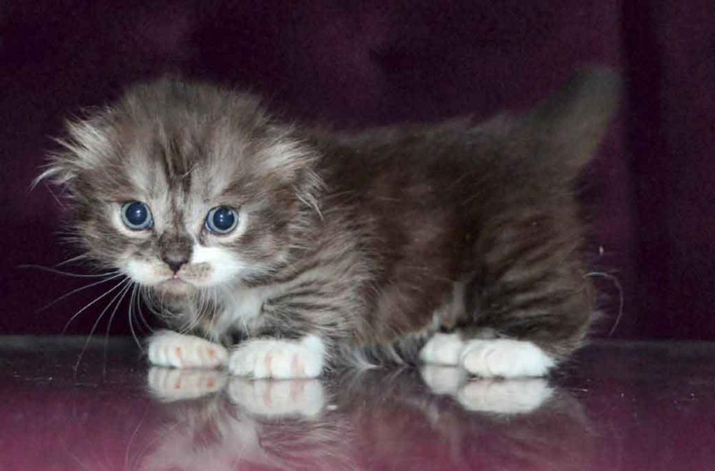 Stirlits Short Legs Munchkin Kilt Scottish Fold photo 8