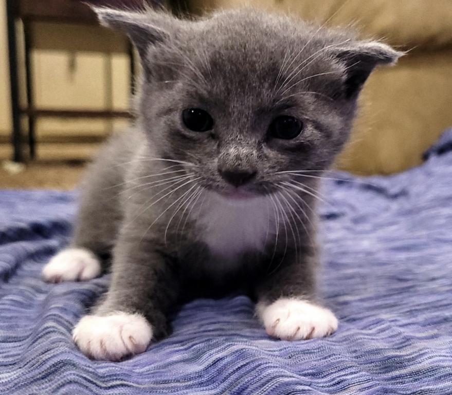 Eloise & Dobby's Babies1 photo 4
