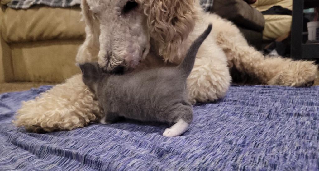 Eloise & Dobby's Babies1 photo 3