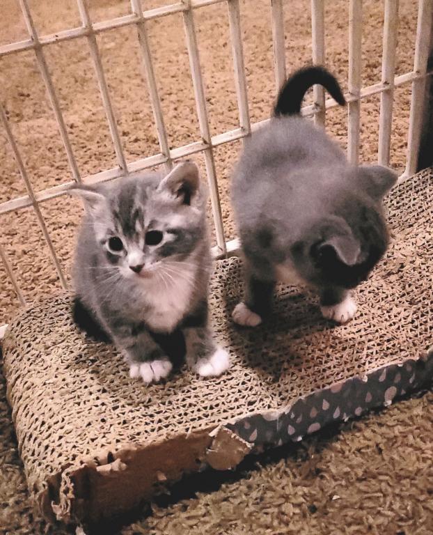 Eloise & Dobby's Babies1 photo 8