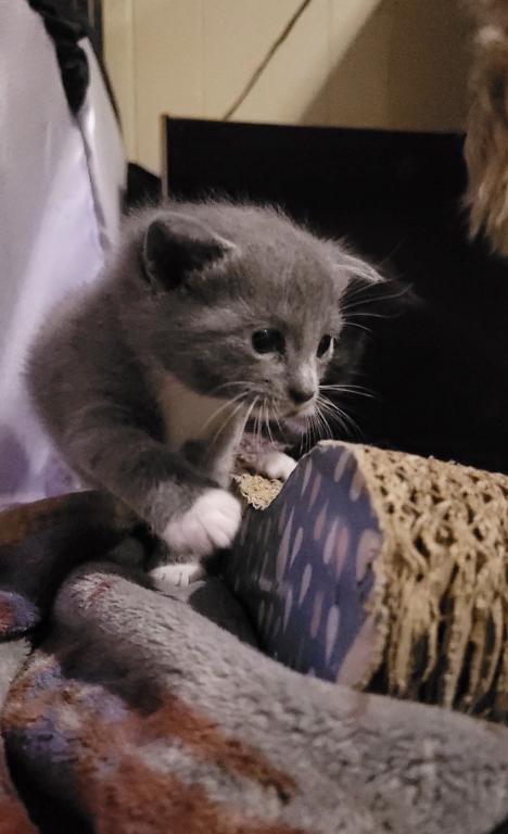 Eloise & Dobby's Babies1 photo 5