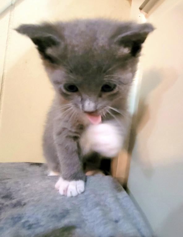 Eloise & Dobby's Babies1 photo 7