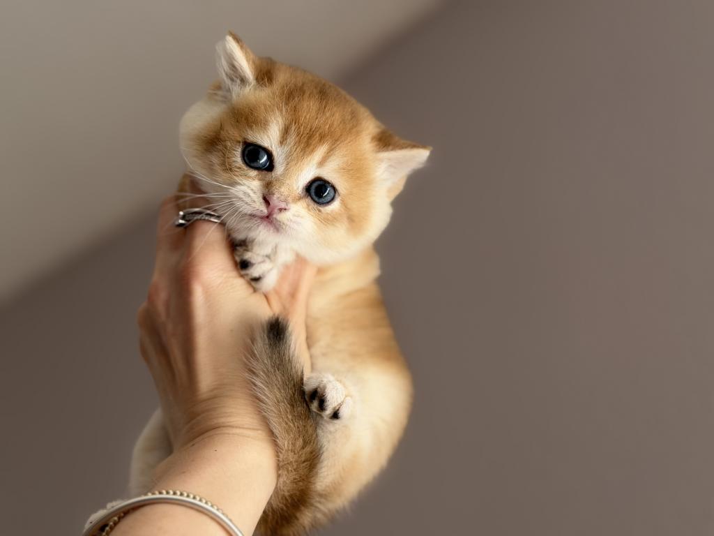 Kitten Scottish Straight Male photo 1