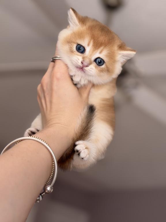 Kitten Scottish Straight Male photo 3