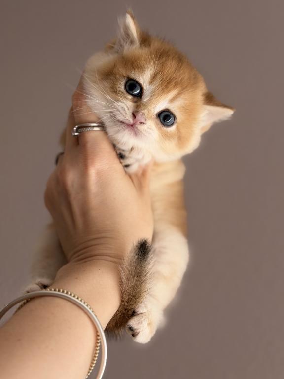 Kitten Scottish Straight Male photo 4
