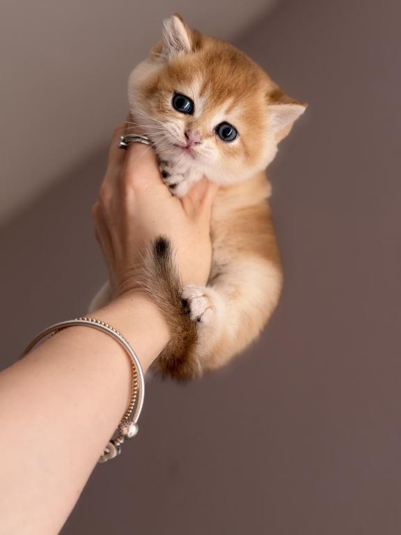 Kitten Scottish Straight Male photo 5